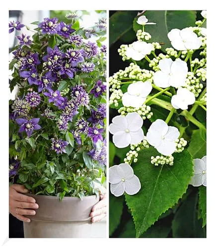BALDUR Garten Winterharte Kletterpflanzen Kollektion - 2 bienen- und schmetterlingsfreundliche Pflanzen: Kletterhortensie und die beeindruckende Clematis Taiga mit handtellergroßen Blüten, ideal für jeden Garten.