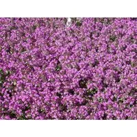Thymus Serpyllum Sand-Thymian Aromatisch Ca. 9x9 cm Topf
