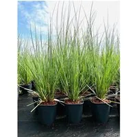 Cortaderia Selloana Pampasgras 3-5 Liter Container