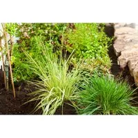 Molinia Caerulea Variegata Moorgras Gestreift Ca. 9x9 cm Topf