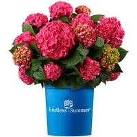 Hortensie Endless Summer Summer Love Höhe ca. 20 - 30 cm Topf ca. 5,