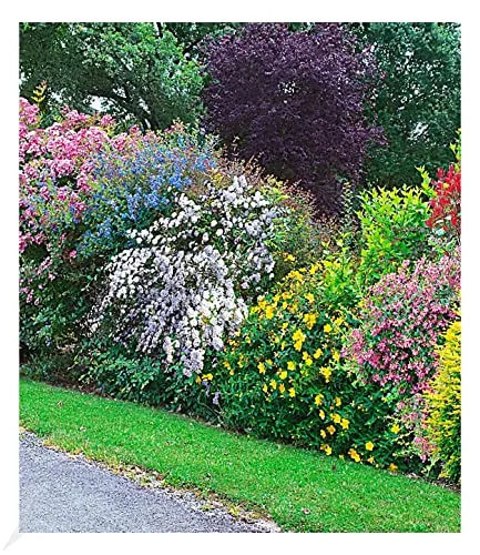 BALDUR Garten Sommer-Hecken-Kollektion, 5 Pflanzen - Hecken & Sträucher, winterhart, blühend von April bis Oktober, ideal für eine attraktive Gartenbegrünung und geringe Pflegeanforderungen.
