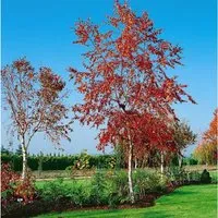 Betula pendula 'Royal Frost' - Hängebirke mit purpurroten Blättern - Baumsamen & -pflanzen, winterhart bis -30 °C, pflegeleicht und ideal für moderne Gärten, mit dunkelvioletten Blättern, die im Herbst leuchtend orange werden.