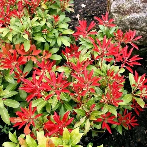 Schattenglöckchen Lavendelheide Rotkäppchen 60-80cm - Pieris japonica - Sträucher mit frischem, rot ausgetriebenem Laub und creme-weißen Blüten. Ideal für halbschattige Standorte und als immergrüne Hecke geeignet.