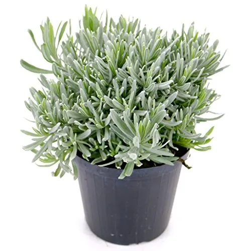 Echter Italienischer Lavendel 15cm Topf - Hochwertige Lavendel Pflanze im 15cm Topf, ideal für Garten oder Balkon. Verleiht jedem Raum einen angenehmen Duft und ist pflegeleicht.