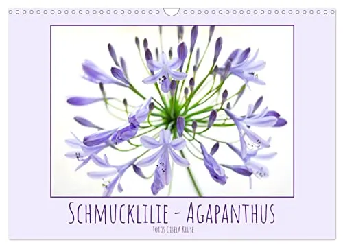 Schmucklilie - Agapanthus (Wandkalender 2027 DIN A3 quer), CALVENDO Monatskalender