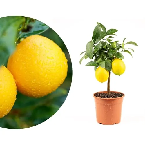 Mini-Zitruspflanze im Ø15 cm Topf – Calamondin, Kumquat & Meyer Zitrone - Entdecke 8 köstliche Zitrussorten in einem kompakten Topf! Ideal für Balkon und Fensterbank, pflegeleicht und robust – bringe mediterranes Flair in dein Zuhause!