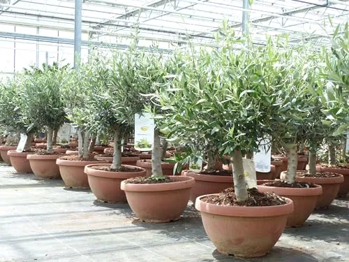 gruenwaren jakubik Olivenbaum Bonsai - winterhart und dekorativ - Baumsamen & -pflanzen: Winterharter Olivenbaum im Bonsai-Format, ideal für Gärten und Fensterbänke. Premiumqualität mit feiner Form und beeindruckender Höhe von 70-90 cm.