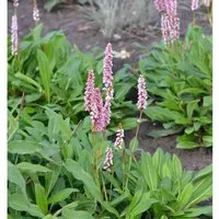 Schneckenknöterich Donald Lowndes - Persicaria affinis