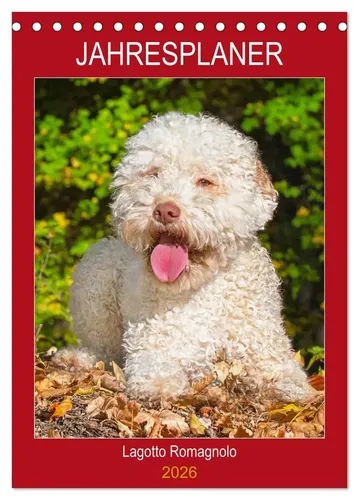 Sigrid Starick | Jahresplaner Lagotto Romagnolo (Tischkalender 2026 DIN A5...