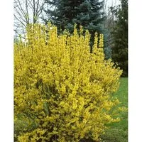 Forsythia Intermedia Goldrausch - Leuchtend Gelbe Forsythie - Sträucher mit leuchtend gelben Blüten von März bis April, pflegeleicht und winterhart, ideal für Hecken und Rabatten, bringt fröhliche Farben in Ihren Garten.