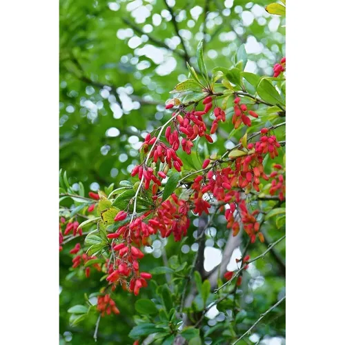 Berberis vulgaris 25-30 cm - Gewöhnliche Berberitze - Heckenpflanzen, winterhart und pflegeleicht, mit leuchtend gelben Blüten und tiefroten Beeren, ideal für Hecken und Vogelschutz.
