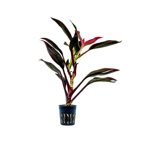 Aquaone Wasserpflanze Terrarium Pflanze Cordyline red edge Topf Nr.402T