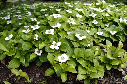 Stauden Gänge 1 x Cornus canadensis - Kanadischer Teppich Hartriegel - Der bodendeckende Blickfang für schattige Ecken - Toller Furchtschmuck