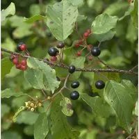 Faulbaum Pulverholz 125-150cm - Rhamnus frangula - Sträucher mit intensiv-süßlichem Duft während der Blütezeit von Mai bis Juni, ideal für sonnige bis halbschattige Standorte und robust auf verschiedenen Gartenböden.