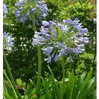 Liebesblume Schmucklilie - Agapanthus africanus