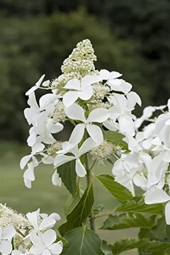 Hydrangea Paniculata Rispenhortensie Kyushu 80-100 cm - Blühende Zimmerpflanzen, pflegeleichte Rispenhortensie mit eleganten weißen Blütenrispen, ideal für Rabatten und als Solitärpflanze, zieht Insekten an.