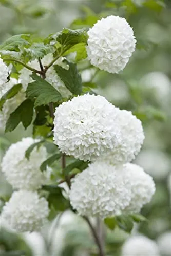 Viburnum opulus 'Roseum' 30-40 cm – Winterhart, Mehrjährig, Pflegeleicht – Schneeball – Heckenpflanze für Garten & Sichtschutz