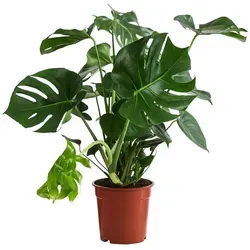 Dehner Fensterblatt-Monstera - Pflegeleichte Zimmerpflanze mit geschlitztem Blattwerk - Garten-Zubehör: Imposante Monstera mit ca. 60-70 cm Höhe, ideal für sonnige bis halbschattige Standorte und pflegeleicht in der Wassergabe.