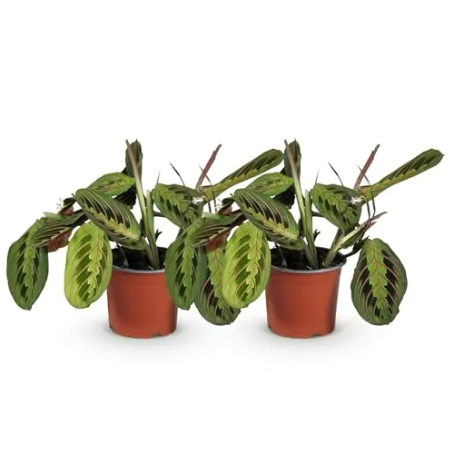 Green boutiQ - Zimmerpflanze - Maranta Fascinator Tricolour - Gebets Pflanze - Haustierfreundlich - Grün - 2 Pflanzen - Topf 12cm - Höhe 30-35cm