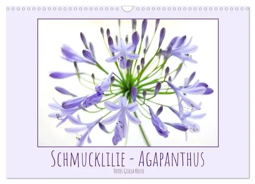 Gisela Kruse | Schmucklilie - Agapanthus Wandkalender 2026 - Kalender im DIN A3 quer Format, zeigt die majestätische Schmucklilie und bringt Natur ins Zuhause – ideal für Gartenliebhaber.