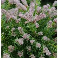Rottriebige Australische Stein Eibe 25-30cm - Podocarpus,awrencei