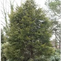 Gelbe Leyland Zypresse Castlewellan Gold 125-150cm - Cupressocyparis,eylandii