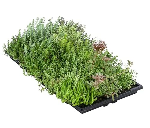 Dehner Pflanzenmatte für Dachbegrünung, 4er Set - Blumen & Pflanzen - Schnelle und unkrautfreie Begrünung für Flachdächer bis 30 Grad, mit bis zu 12 Fetthenne-Sorten für optimalen Witterungsschutz.