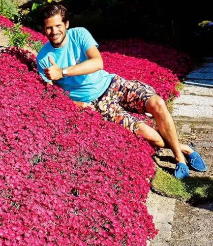 BALDUR Garten Winterhart Bodendecker-Nelke Vivid® - 3 Pflanzen - Blumensamen & -pflanzen, pflegeleichte, winterharte Polsterstaude mit geringer Wasserbedarf und schöner Sommerblüte.