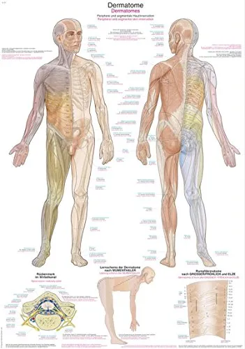 Lehrtafel"Dermatome", 50x70cm