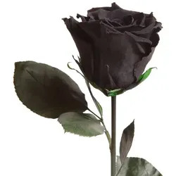 Ewige Rose - Konservierte Kunstblume mit Stiel von Rosemarie Schulz - Stilvolle Infinity Rose in Schwarz, 30 cm hoch, handgefertigt in Deutschland. Ideal als langlebiges Geschenk für besondere Anlässe wie Valentinstag oder Jubiläum.