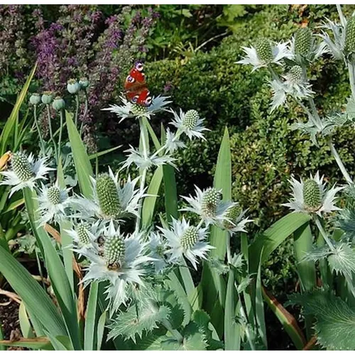 Elfenbeindistel Silver Ghost - Eryngium giganteum
