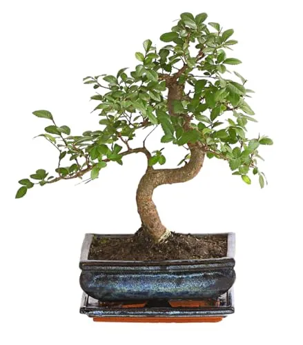 Dehner Japanische Zelkove Bonsai im Keramiktopf - Dekorativer Bonsai mit gezackten Blättern, ca. 30-35 cm hoch, ideal für Balkon und Terrasse. Pflegeleicht und in stilvoller Keramikschale mit Untersetzer. Naturprodukt, Unterschiede in Form und Farbe möglich.