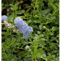Kriechende Sächelblume 40-60cm - Ceanothus thyrsiflorus
