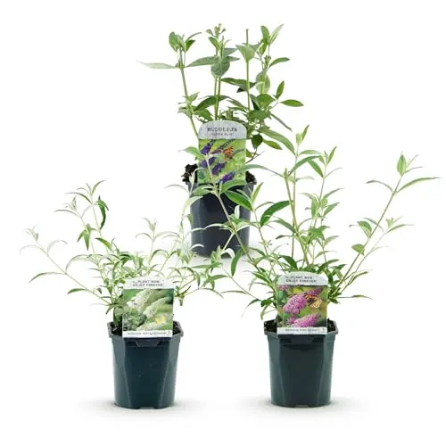 Green boutiQ - Gartenpflanze - Buddleja davidii Tricolour - Schmetterlingsstrauch - Winterhart - Blau - Rosa - Weiß - 3 Pflanzen - Topf 17cm - Höhe 45cm