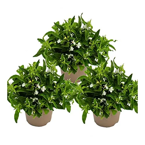 Männertreu hängend - weiss - Lobelia richardii - 11cm - Set mit 3 Pflanzen
