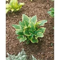 Hosta Plantaginea So Sweet Duftende Funkie Ca. 11x11 cm Topf