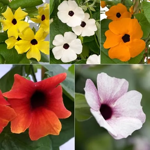 Schwarzäugige Susanne, Pyramide, Topf-Ø 14 cm, 2 Pflanzen - FASZINIERENDE KLETTERPFLANZE: Die schwarzäugige Susanne, Thunbergia alata, im 14 cm Ø Pflanztopf verleiht Ihrem Garten mit ihren auffälligen Blüten und Kletterhilfe einen besonderen Charme. PFLEGELEICHT und ideal für sonnige bis halbschattige Standorte.