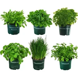 Dehner Kräuter-Set Küchenkräuter, 6 Stück – Frische Kräuter für Ihre Küche - Kräutersamen & -pflanzen: 6 essentielle Küchenkräuter wie Basilikum und Petersilie, ideal für frische Gerichte. Lieferung in Topfgröße Ø 12 cm, ca. 15 cm hoch.