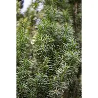 Taxus media 'Straight Hedge' 40-50 cm – Immergrüne Garten-Eibe - Die Taxus media 'Straight Hedge' ist eine robuste, immergrüne Eibe, ideal für formstabile Hecken und elegante Gartenarchitektur. Sie überzeugt mit dichten, dunkelgrünen Nadeln und hoher Schnittverträglichkeit.