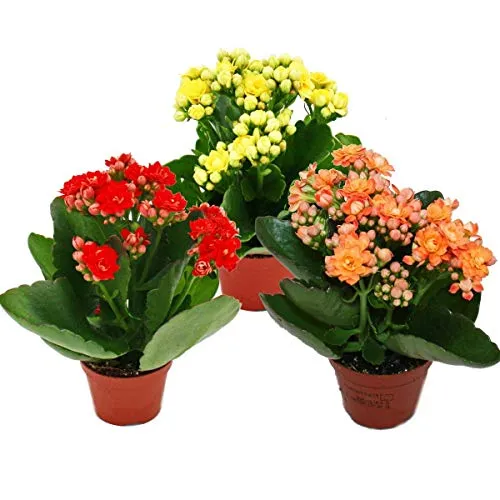 Exotenherz Mini-Kalanchoe Rosalina 3er Set - Flammendes Käthchen - Zimmerpflanzen Set mit 3 blühenden Kalanchoe in verschiedenen Farben, pflegeleicht und ideal für sonnige Fenster. Bringen Sie Farbe in Ihr Zuhause!