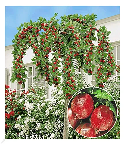 BALDUR Garten Stachelbeer-Stämmchen "Captivator" - Obstsamen & -pflanzen, winterhart und pflegeleicht, ideal für platzsparendes Gärtnern mit reicher Ernte an essbaren Früchten.