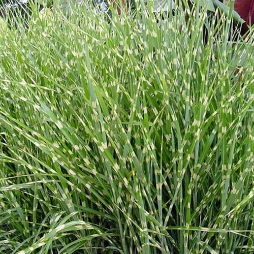 Zebraschilfgras Zebrinus - Miscanthus sinensis 'Zebrinus' | Topf 9cm x 9cm 6 x
