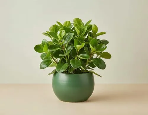 NatureHolic Peperomia obtusifolia - Robuste Zimmerpflanze mit glänzenden Blättern für Schreibtisch & Regal - Die Peperomia obtusifolia begeistert mit ihrem satten Grün und pflegeleichten Eigenschaften. Ideal für Schreibtische und Regale, bringt sie einen Hauch von Eleganz in jeden Raum. Lieferung im 6 cm Topf.