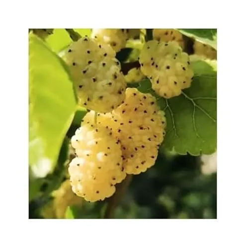 Stk - 20x Weiße Maulbeeren (Morus alba) Beeren Obst Baum Pflanzen - Samen A449 - Seeds & Plants Shop by Ipsa