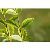 Ligustrum ovalifolium 'Aureum' 40-60 cm