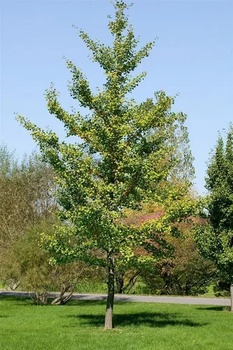 Ginkgo Biloba Fastigiata Fächerblattbaum 100–125 cm - Hausbäume – Pflegeleichter Säulen-Ginkgo mit leuchtend grünen Blättern, die im Herbst goldgelb erstrahlen. Ideal für kleine Gärten und Kübel, resistent gegen Schädlinge.