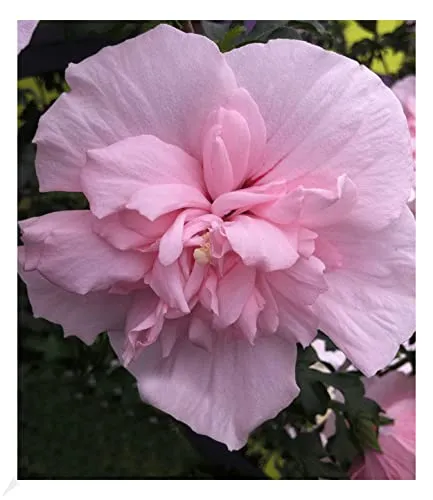 BALDUR Garten 1x Gefüllter Hibiskus Chiffon pink, Pflanze im 9x9 cm-Topf, Blüten essbar, Zierstrauch, bienenfreundlich, Hibiscus syriacus, winterhart, pflegeleicht, blühend