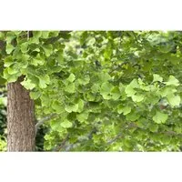 Ginkgo Biloba Fächerblattbaum 150–175 cm - Hausbaum mit einzigartigen fächerförmigen Blättern, die im Herbst golden leuchten. Ideal für große Kübel und pflegeleicht, winterhart und bis zu 20 m hoch.