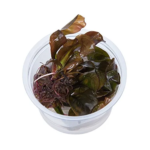 Tropica 1-2-GROW! Echinodorus 'Reni' - In-Vitro Aquariumpflanze